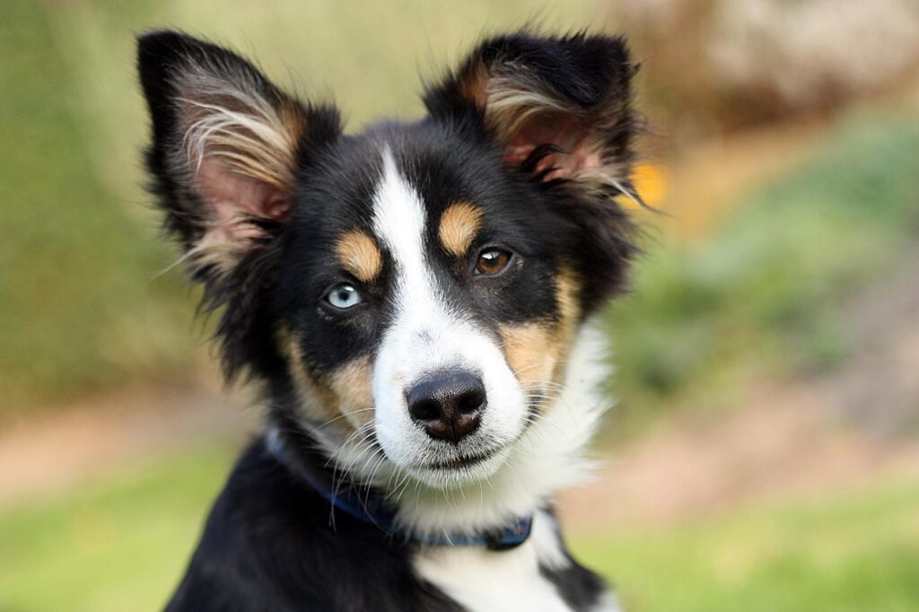 Collie schaut in die Kamera