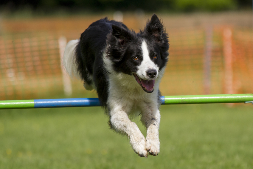 Collie springt im Sporttraining