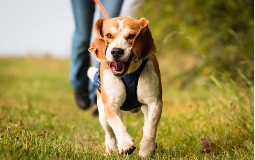 Hund beim Mantrailing