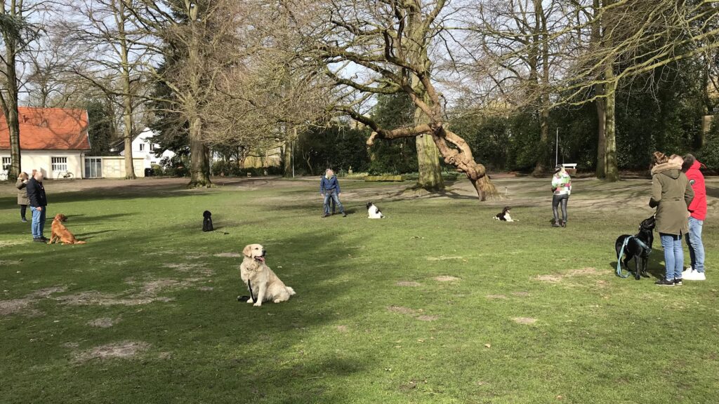 Wiese mit im Training fortgeschrittenen Hunden