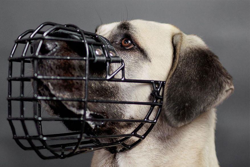 Hund mit Maulkorb