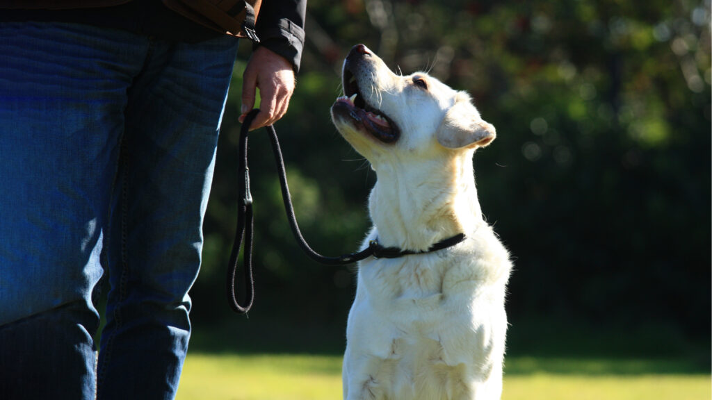 Hund im Einzeltraining
